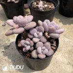 Graptopetalum Amethystinum - Image 2