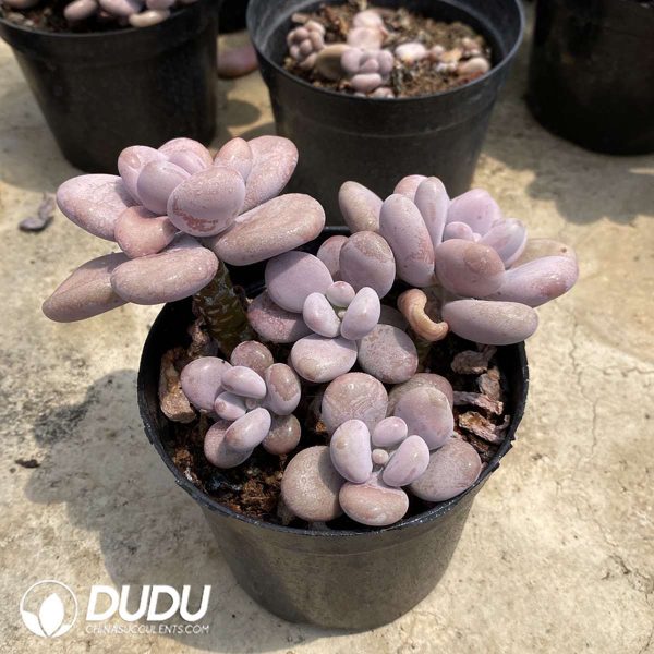 Graptopetalum Amethystinum - Image 2