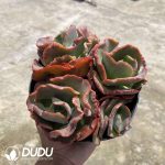 Echeveria Meridian Clustering