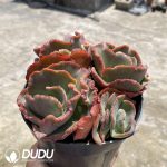 Echeveria Meridian Clustering - Image 2