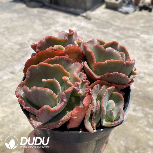 Echeveria Meridian Clustering - Image 2