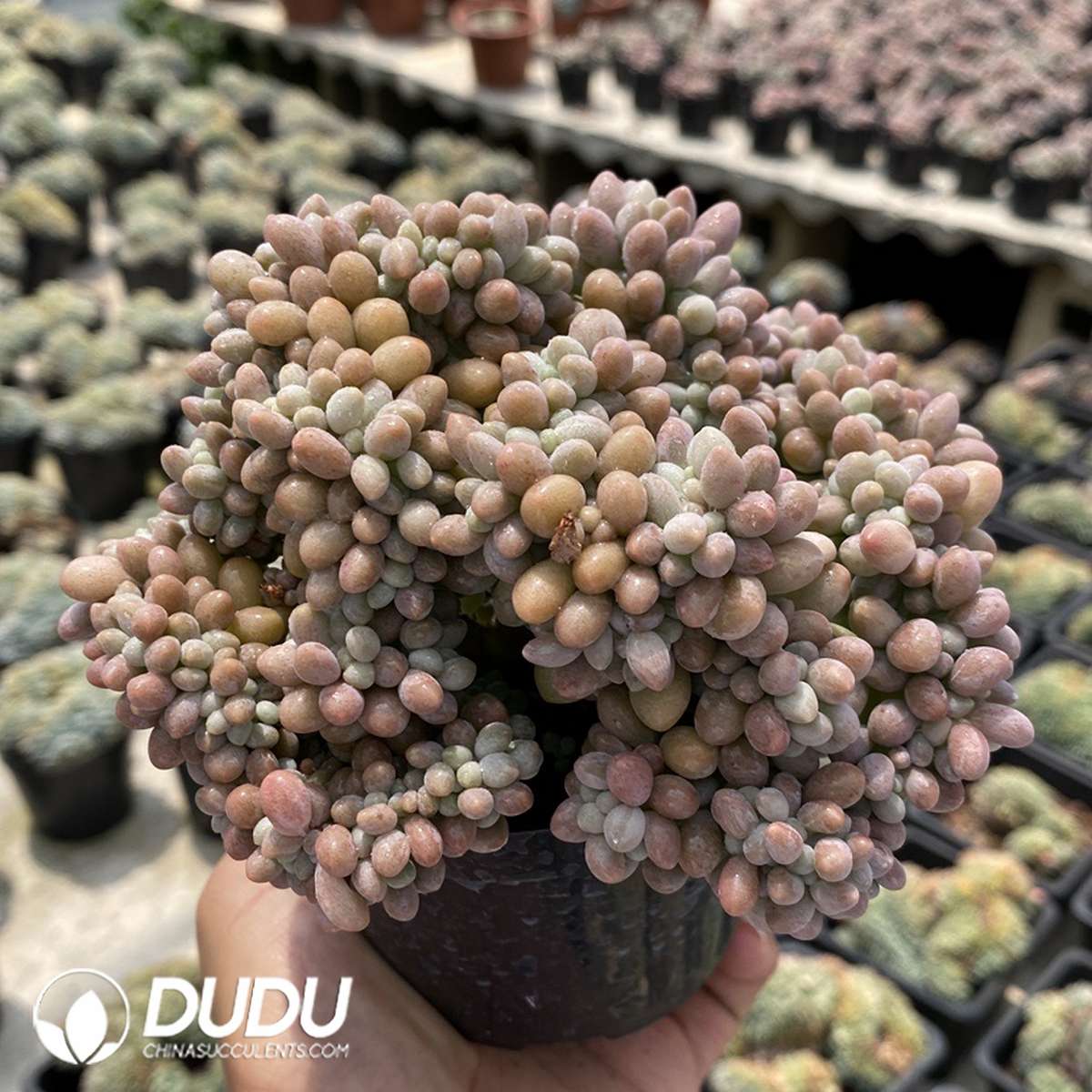09842D110201.jpg Graptopetalum Tangyuan Cristata - Image 1