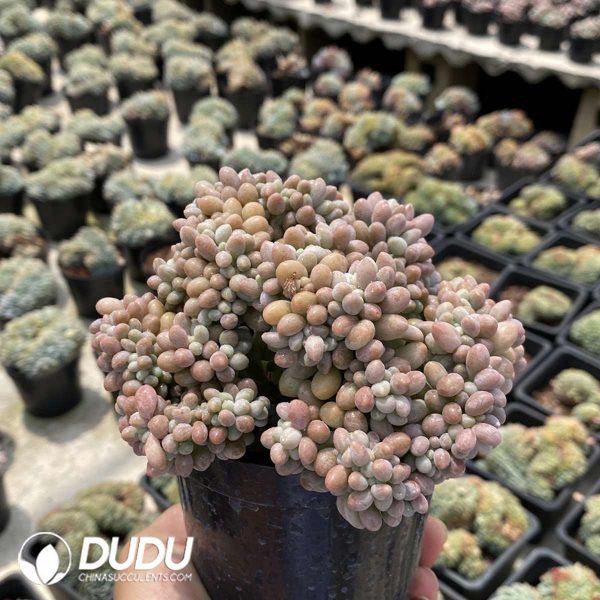 Graptopetalum Tangyuan Cristata - Image 2