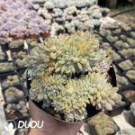 Graptopetalum Orange Cristata
