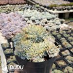 Graptopetalum Orange Cristata - Image 2