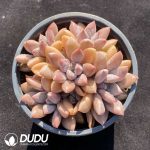 Graptopetalum Sunset Red Clustering