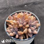 Graptopetalum Sunset Red Clustering - Image 2