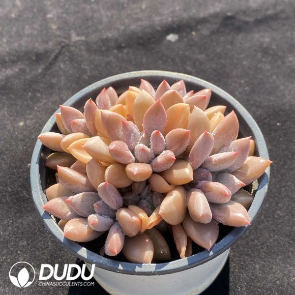 Graptopetalum Sunset Red Clustering - Image 2