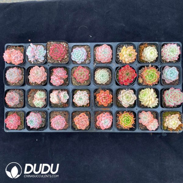 1280pcs Echeveria Random Set