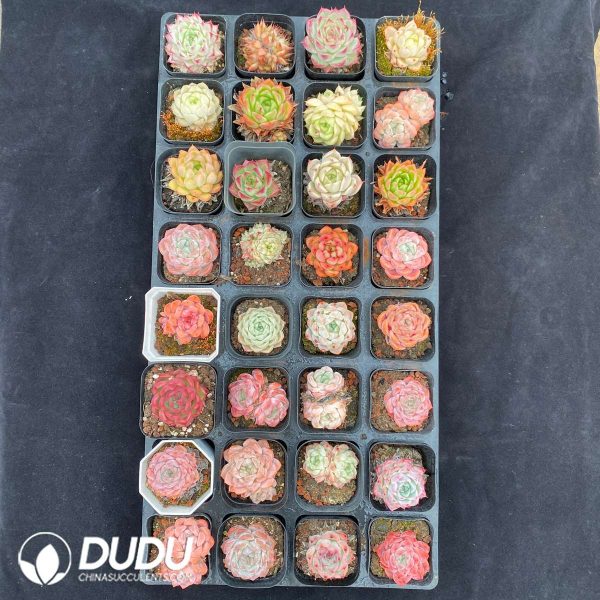 09861D60201.jpg 1600pcs Echeveria Random Set - Image 1
