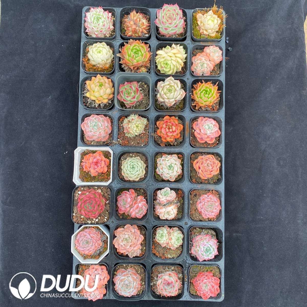 09861D60201.jpg 1600pcs Echeveria Random Set - Image 1