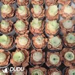 Aeonium Greenovia Thalia - Image 2
