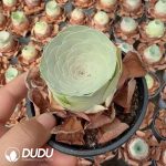 Aeonium Greenovia Baishai