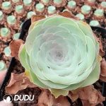 Aeonium Greenovia Xingran