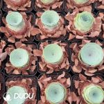 Aeonium Greenovia Xingran - Image 2