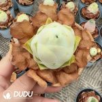 Aeonium Greenovia Mountain Valley Fairy