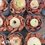 Aeonium Greenovia Mountain Valley Fairy - Image 2