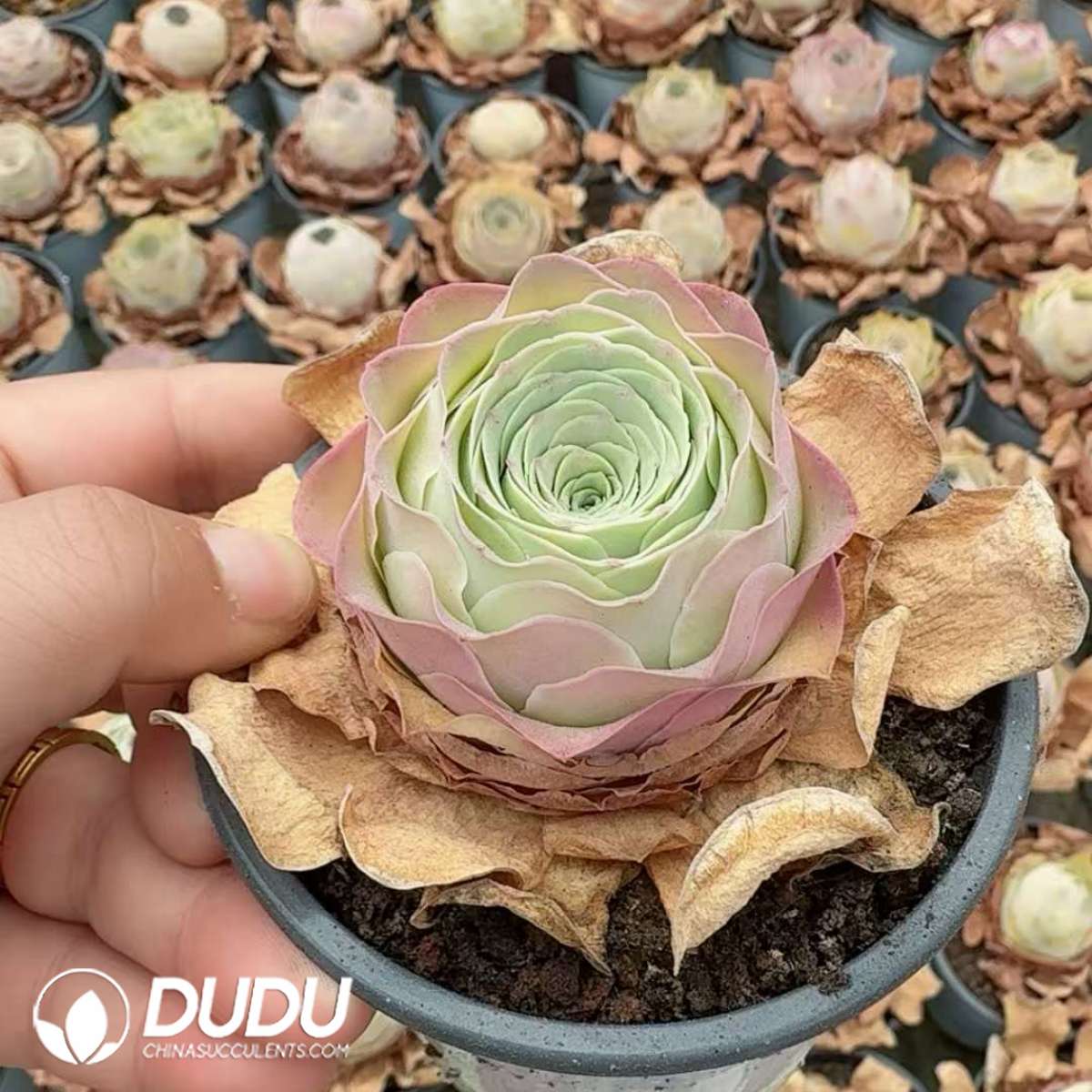 09874D90201.jpg Aeonium Greenovia Drunken Beauty - Image 1
