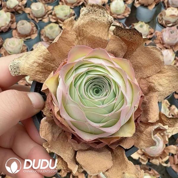 Aeonium Greenovia Drunken Beauty - Image 2