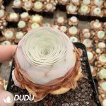 Aeonium Greenovia Shengsheng