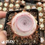 Aeonium Greenovia Shengsheng - Image 2