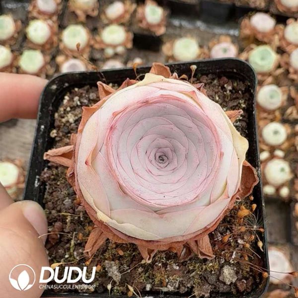 Aeonium Greenovia Shengsheng - Image 2