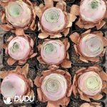 Aeonium Greenovia Phantom Melody - Image 2
