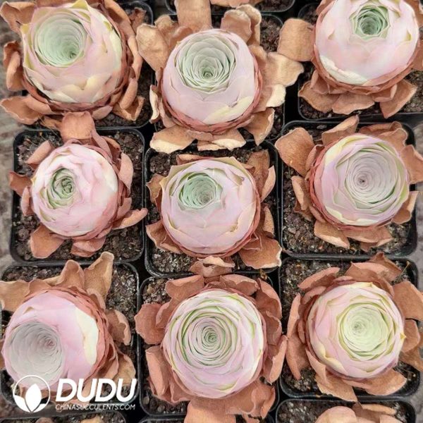 Aeonium Greenovia Phantom Melody - Image 2