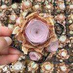 Aeonium Greenovia Crimson Blush