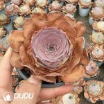 Aeonium Greenovia Spring Tide Rose