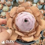 Aeonium Greenovia Spring Tide Rose - Image 2