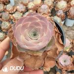 Aeonium Greenovia Renee