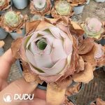 Aeonium Greenovia Renee - Image 2