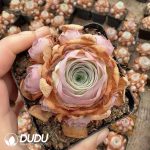 Aeonium Greenovia Light Voyage Clustering