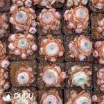 Aeonium Greenovia Light Voyage Clustering - Image 2
