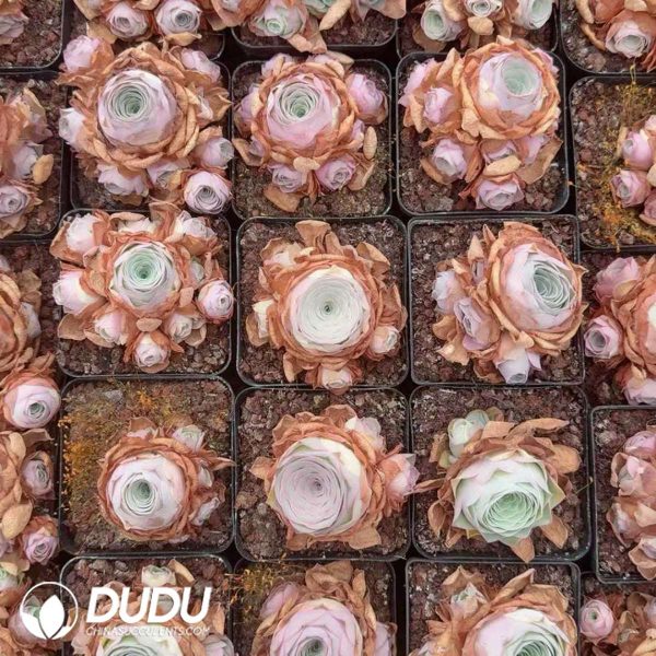 Aeonium Greenovia Light Voyage Clustering - Image 2