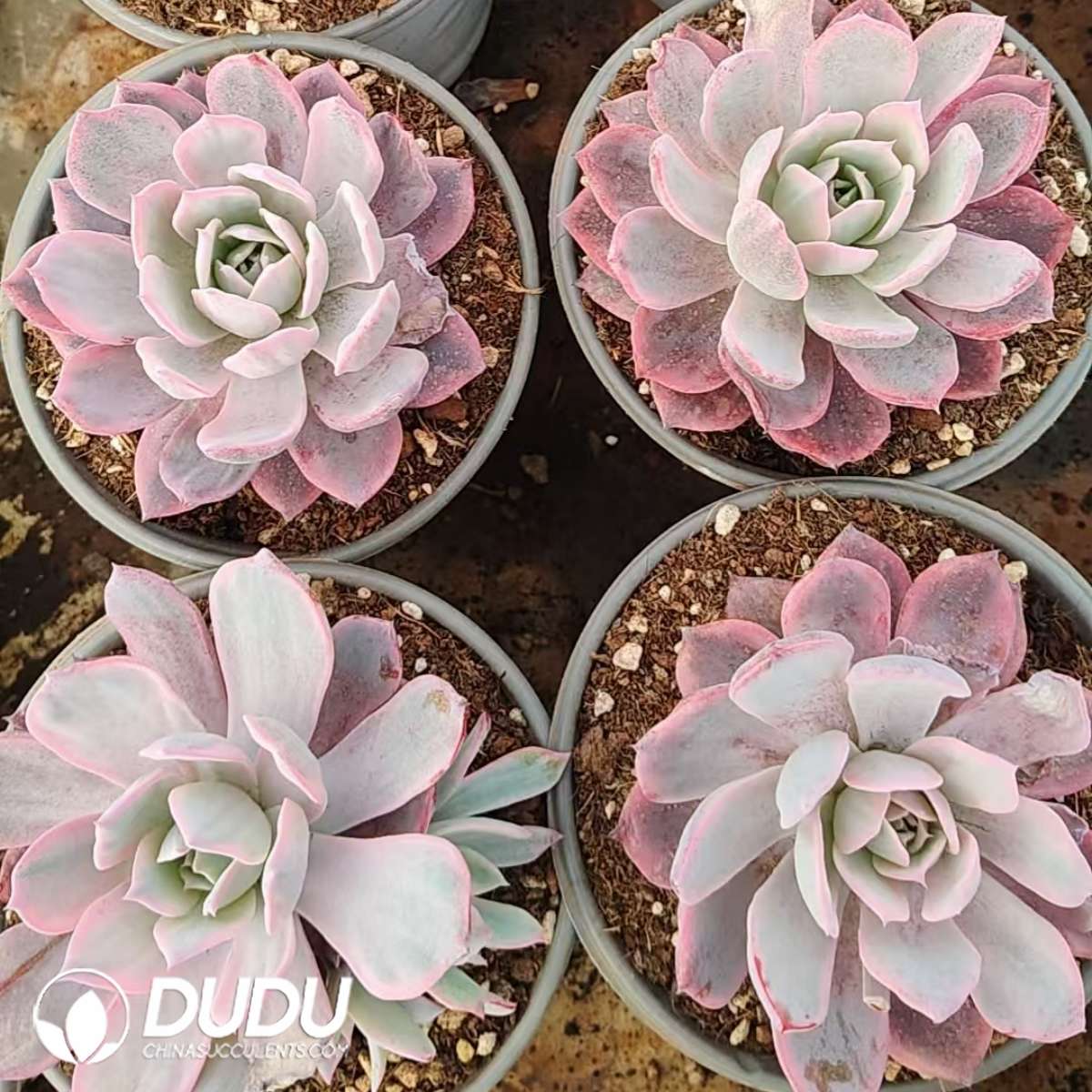 09886D120201.jpg Echeveria Laulensis Variegated - Image 1