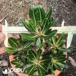 Pachypodium Rosulatum Clustering