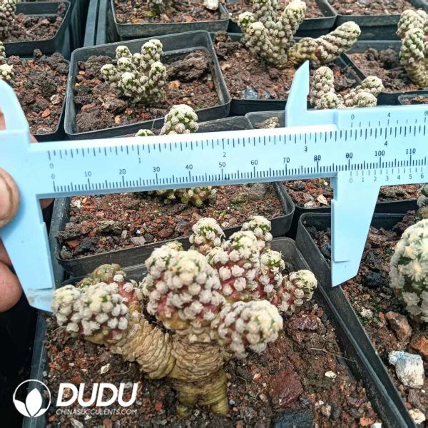 09889D90201.jpg (Seed Grown)Mammillaria Theresae Clustering - Image 1