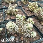 (Seed Grown)Mammillaria Theresae Clustering - Image 2