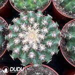 Gymnocalycium Spegazzinii