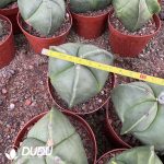 Astrophytum Myriostigma