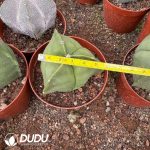 Astrophytum Myriostigma - Image 2