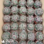 Rebutia Rauschii Clustering