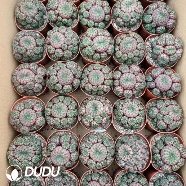 09892D80201.jpg Rebutia Rauschii Clustering - Image 1