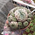 Rebutia Rauschii Clustering - Image 2