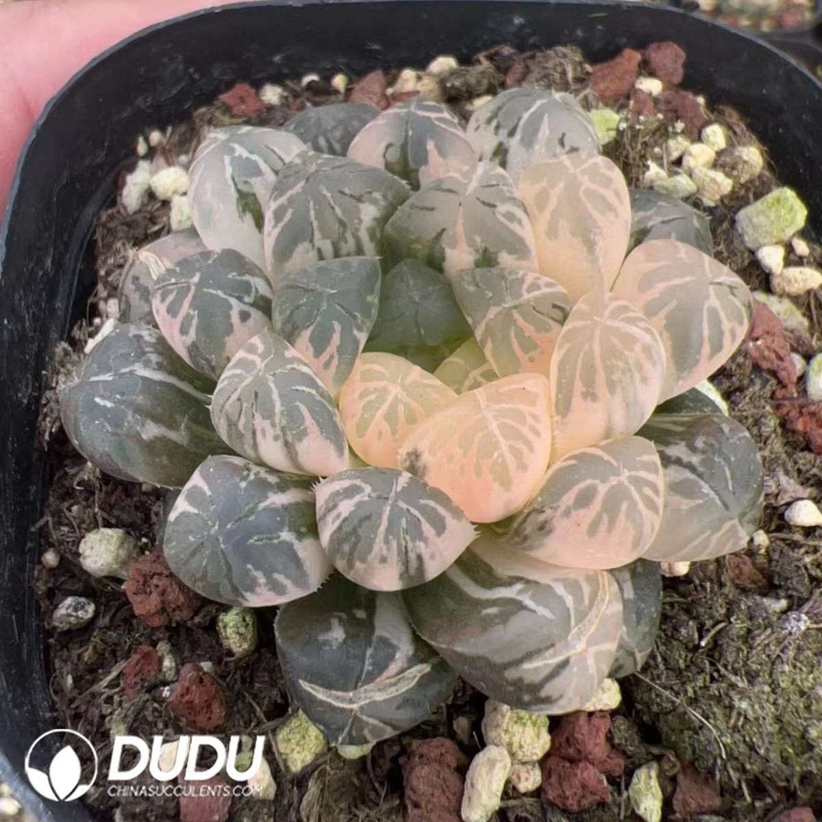 09893D50201.jpg Haworthia Window Variegated - Image 1