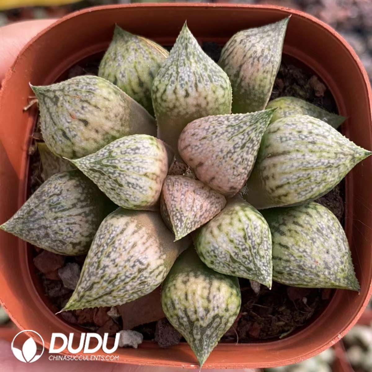 09894D70201.jpg Haworthia Komoto Momoka - Image 1
