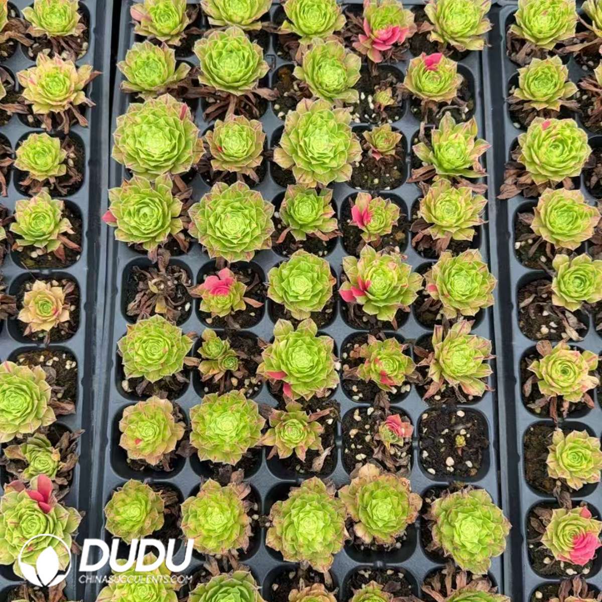 09895D30201.jpg 50Pcs Aeonium Zhifou Seedings - Image 1