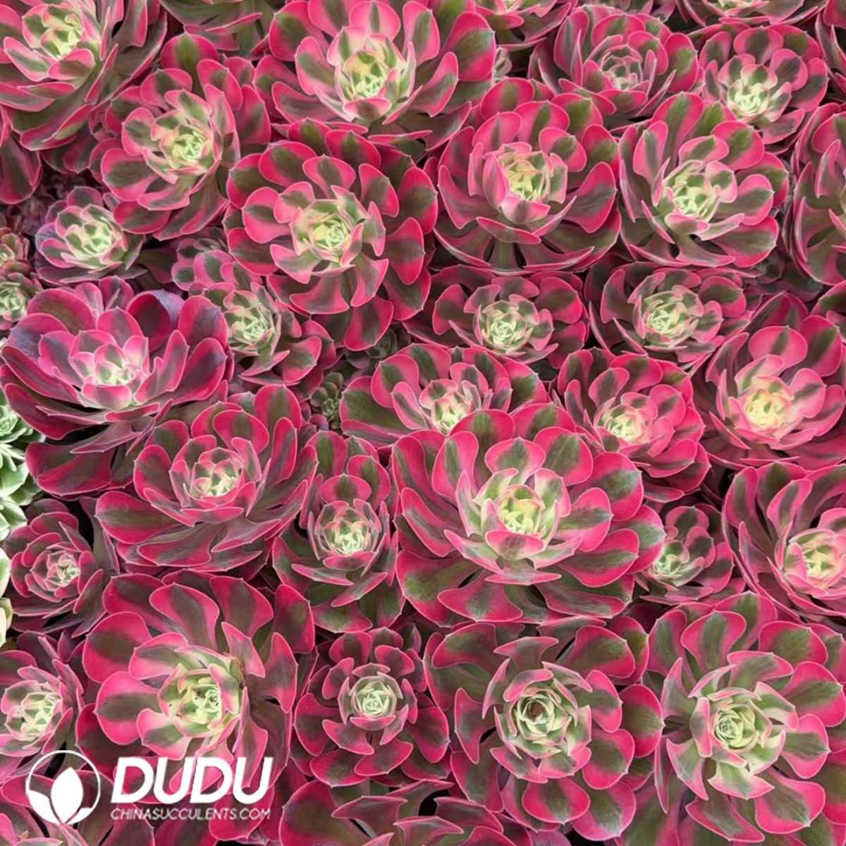 09896D30201.jpg 21Pcs Aeonium Witch Seedings - Image 1